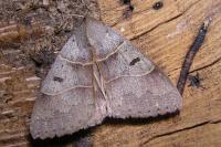 Minucia lunaris