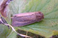 Nonagria typhae