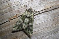 Dryobotodes eremita