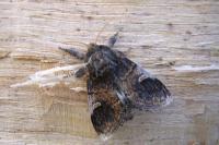Notodonta tritophus