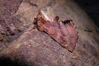 Ptilodon capucina