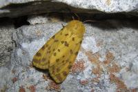 Diacrisia purpurata