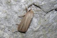 Mythimna pudorina
