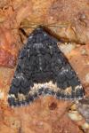 Catephia alchymista