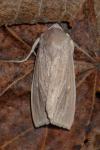 Rhizedra lutosa