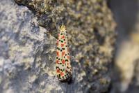 Utetheisa pulchella