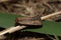 Archanara dissoluta