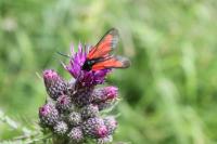 Zygaena osterodensis