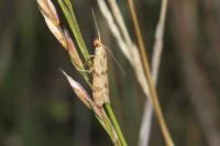 Homoeosoma sinuella