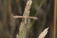 Oxyptilus laetus