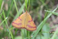 Lythria purpuraria