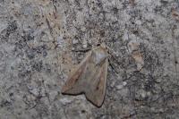 Mythimna unipuncta