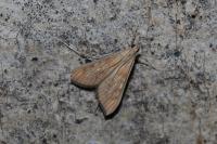 Antigastra catalaunalis