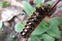 Acronicta rumicis
