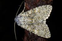 Polymixis flavicincta