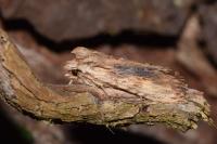 Lithophane socia