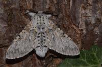 Cerura vinula