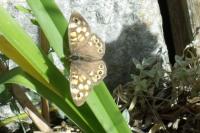 Pararge aegeria