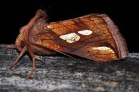 Plusia festucae