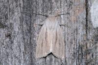 Acronicta albovenosa