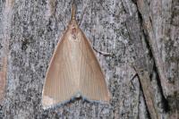 Sclerocona acutella