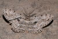 Hypomecis roboraria