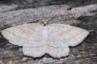 Perconia strigillaria