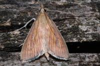 Nascia cilialis