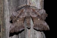 Laothoe populi
