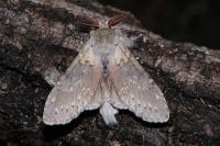 Stauropus fagi