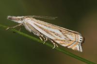 Crambus lathoniellus