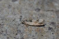 Crocidosema plebejana