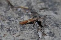 Caloptilia stigmatella