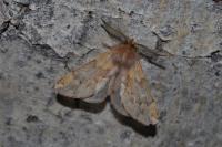 Ptilophora plumigera