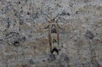 Crocidosema plebejana