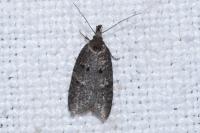 Luquetia lobella