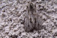 Asteroscopus sphinx
