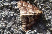Erannis defoliaria