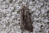 Asteroscopus sphinx