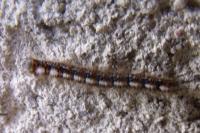 Lasiocampa quercus