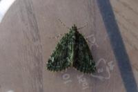 Chloroclysta siterata