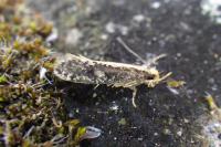 Monopis crocicapitella