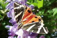 Euplagia quadripunctaria