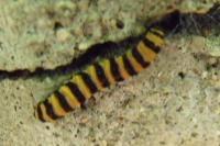 Tyria jacobaeae