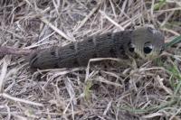 Deilephila elpenor