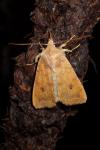 Sunira circellaris