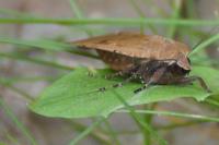 Noctua pronuba