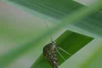 Elophila nymphaeata