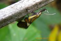 Alabonia geoffrella