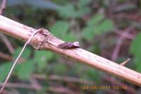Ancylis diminutana